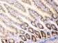 Anti-Anterior Gradient 2 Picoband Antibody
